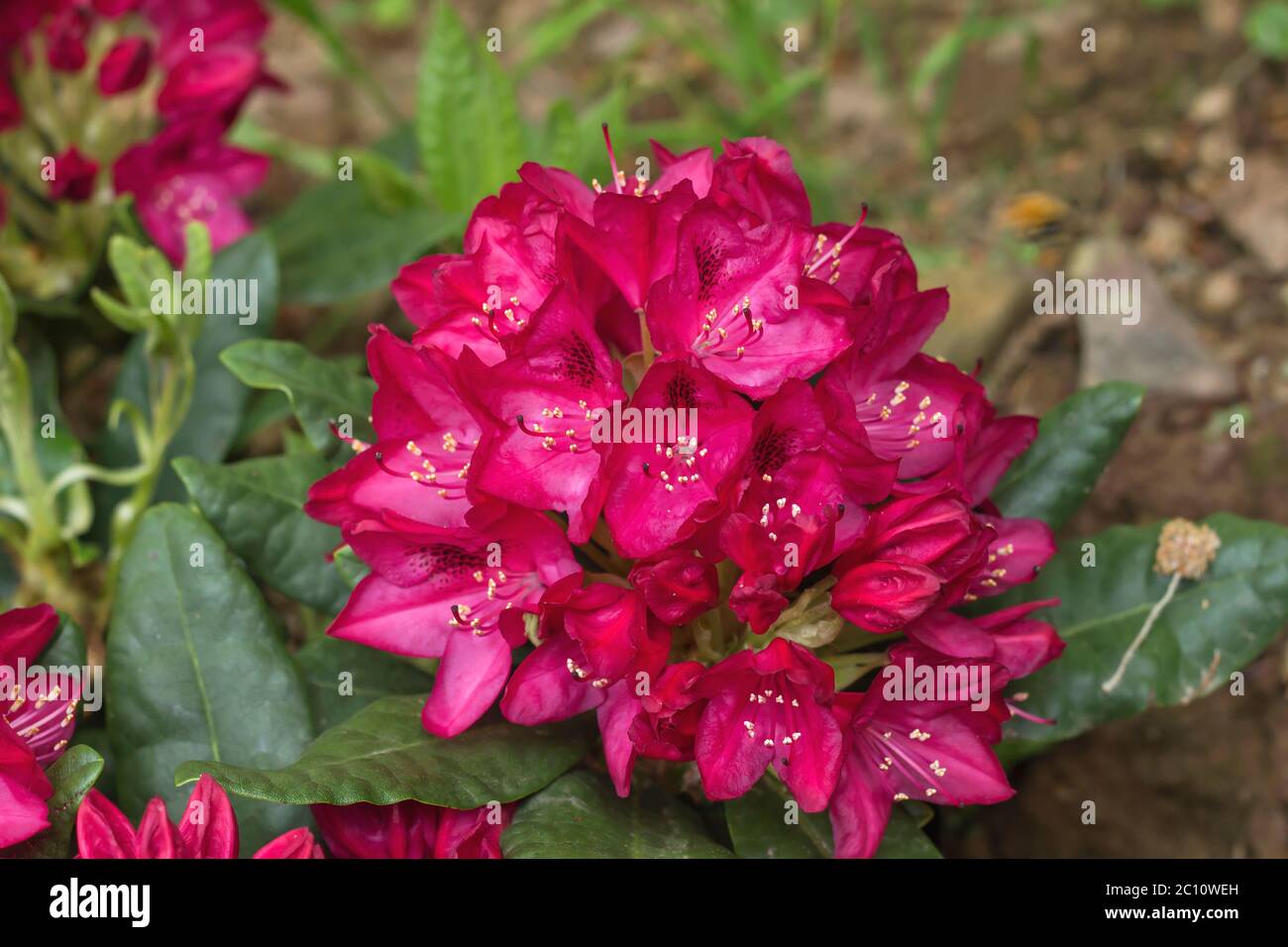 Rhododendron rosa Blumen Stockfoto