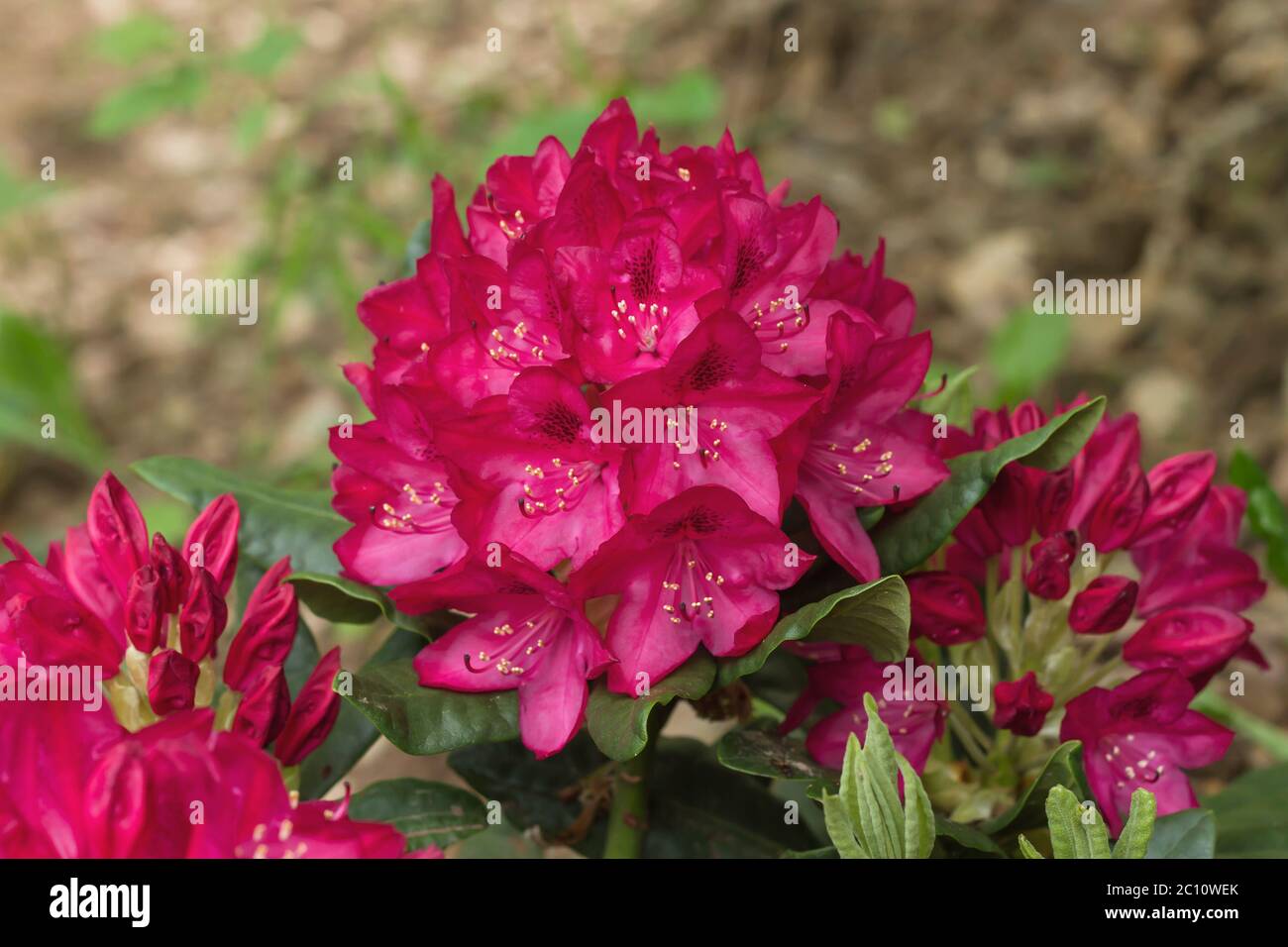 Rhododendron rosa Blumen Stockfoto