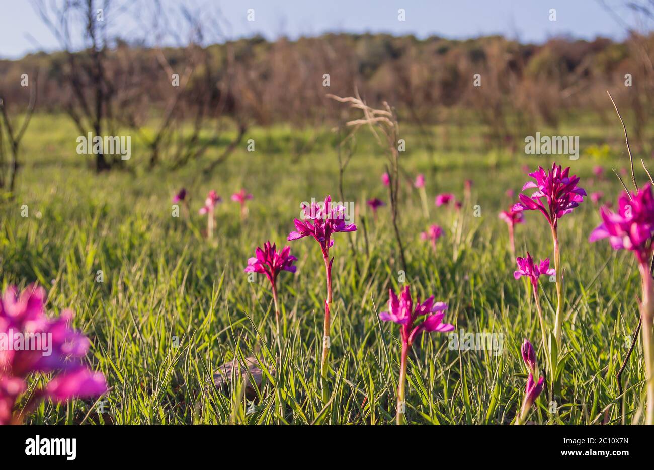 Schmetterling Orchidee wilden Blumen Stockfoto