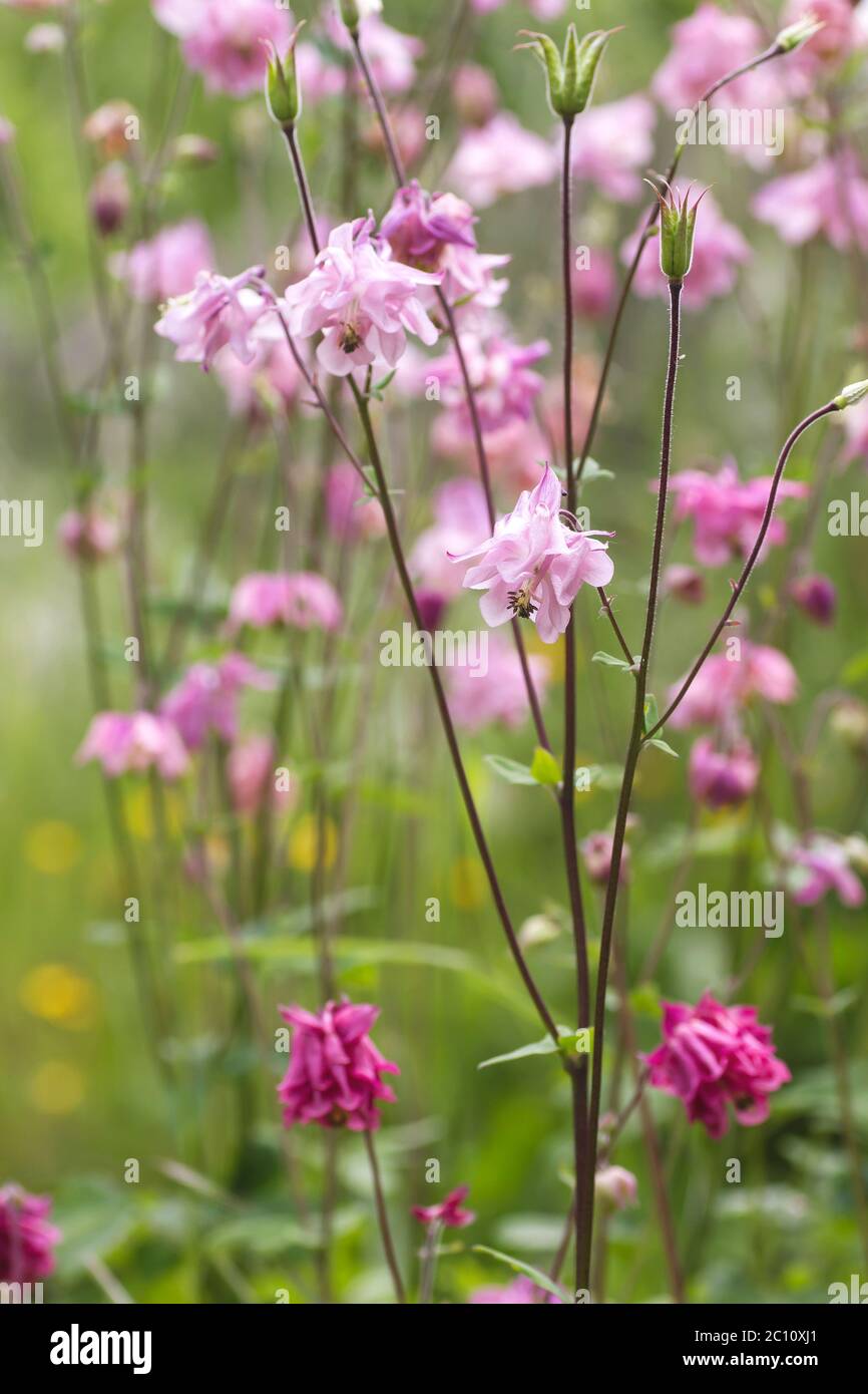 Aquilegia rosa Blüten Stockfoto