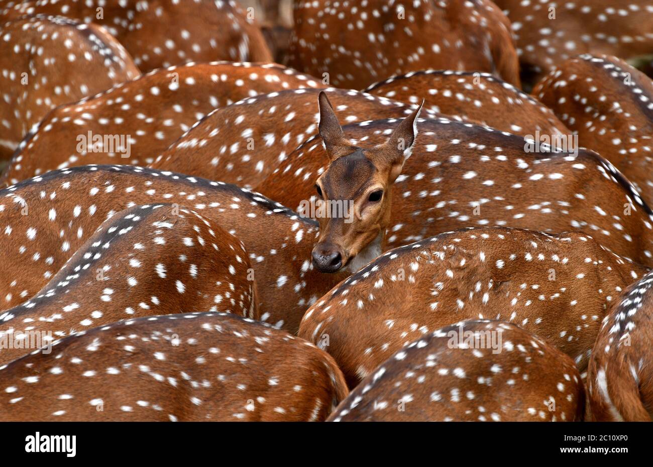 Herde von Hirsch oder Chital, Chital Hirsch, Achse Hirsch. Schöne Gruppe von gefleckten Hirschen in einem Zoo-Park mit weißen Flecken auf goldbraunem Fell.Kerala Stockfoto