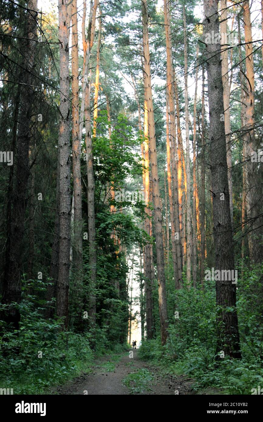 Weg durch einen Pinienwald, beleuchtet von der untergehenden Sonne Stockfoto