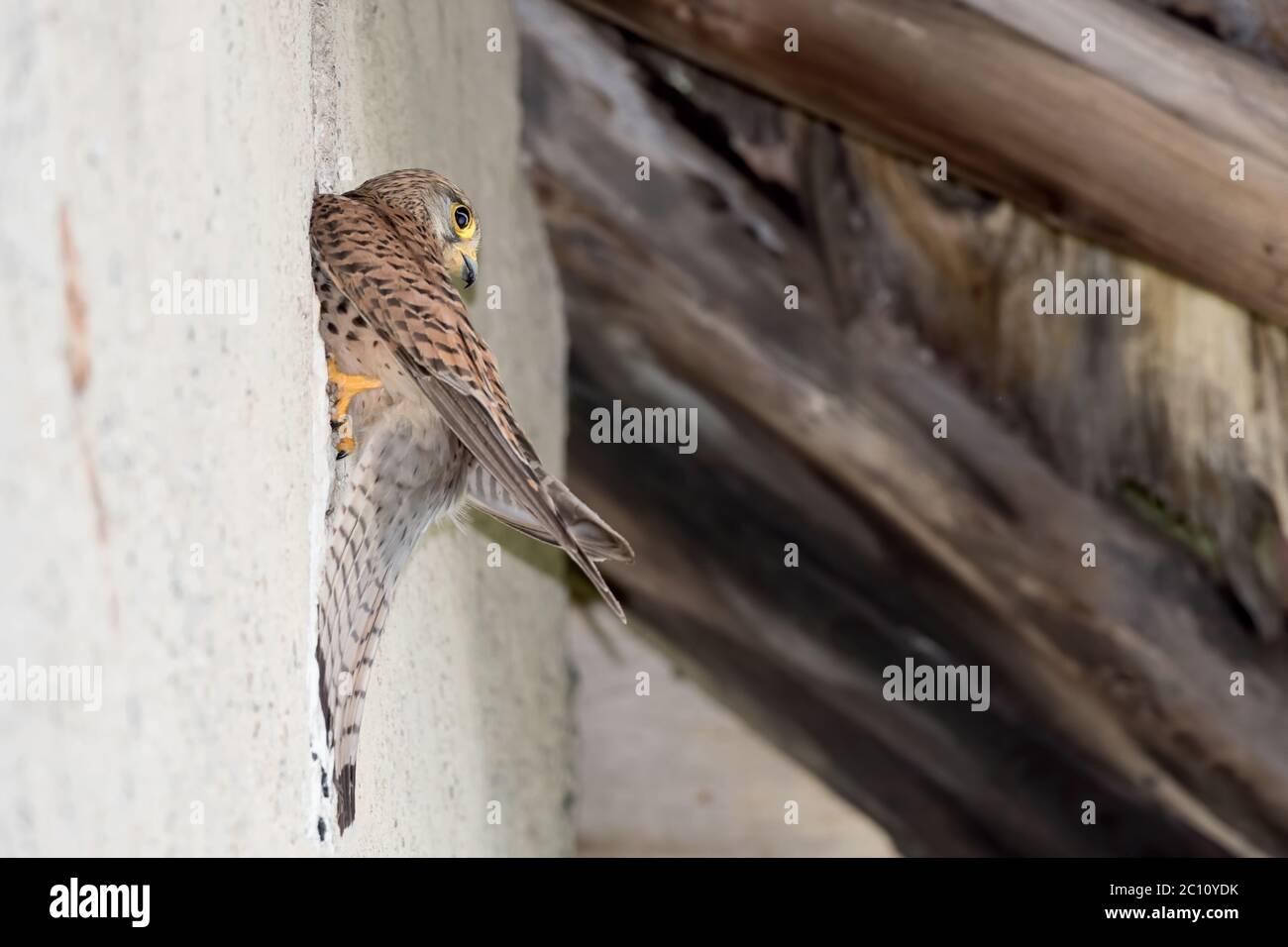 Wunderbares Porträt von Kestrel auf Nest (Falco tinnunculus) Stockfoto