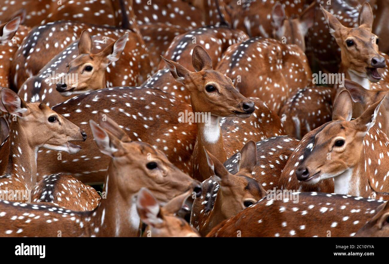Herde von Hirsch oder Chital, Chital Hirsch, Achse Hirsch. Schöne Gruppe von gefleckten Hirschen in einem Zoo-Park mit weißen Flecken auf goldbraunem Fell.Kerala Stockfoto