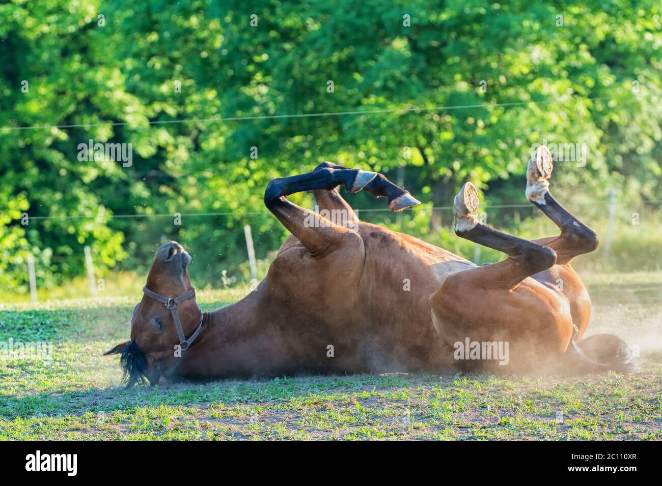 Pferd auf dem Gras liegend Stockfoto