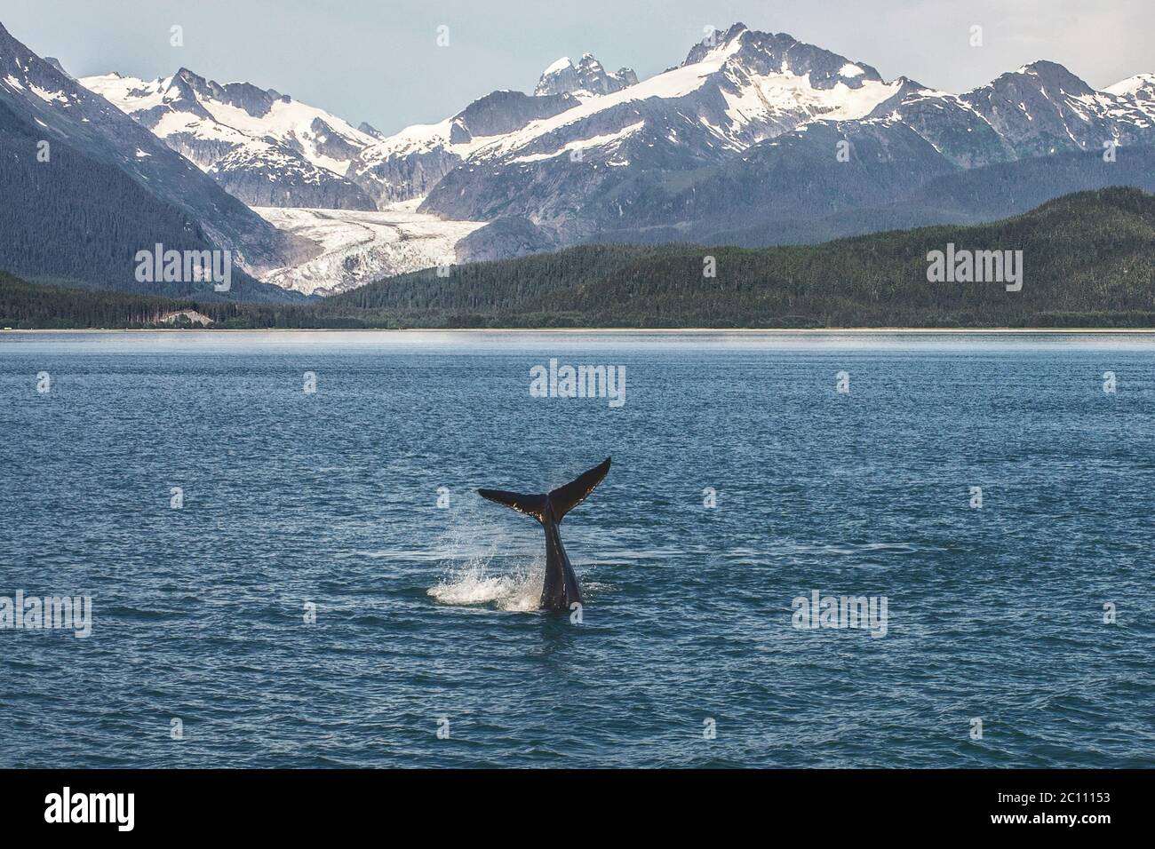 Baby Buckelwal und Alaskan Landschaft mit Gletscher Stockfoto
