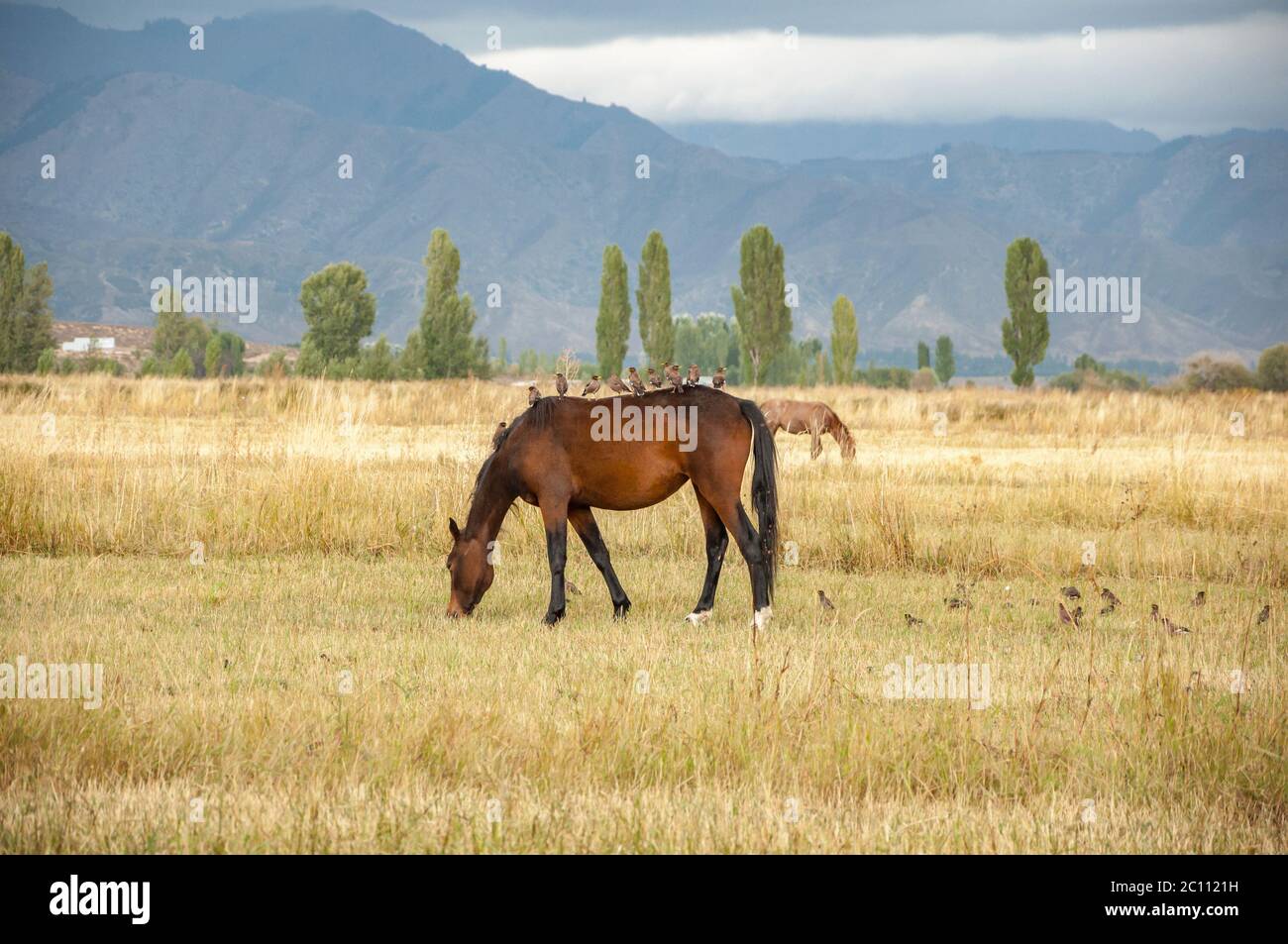 Braunes Pferd mit Vögeln auf dem Rücken, grasen auf getrocknetem Gras Feld in Kirgisistan Stockfoto