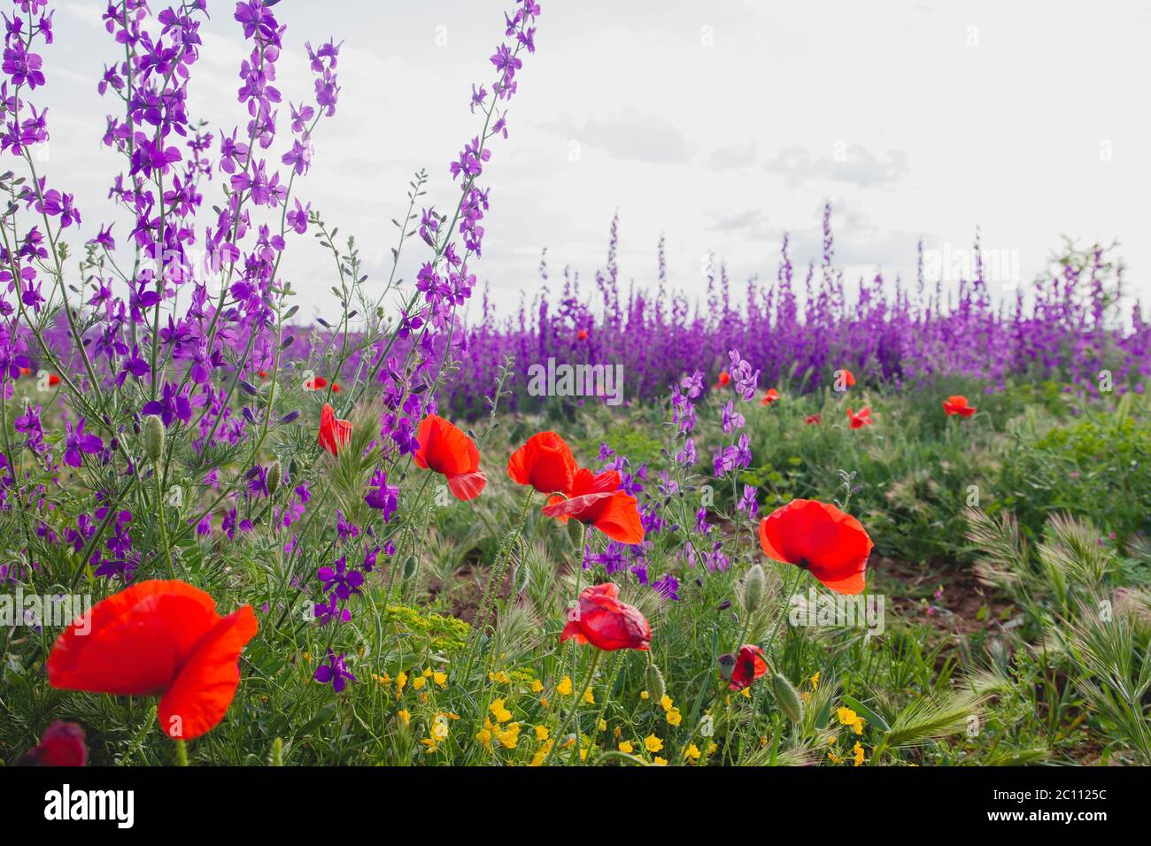 Wilde Frühlingsblumen Stockfoto