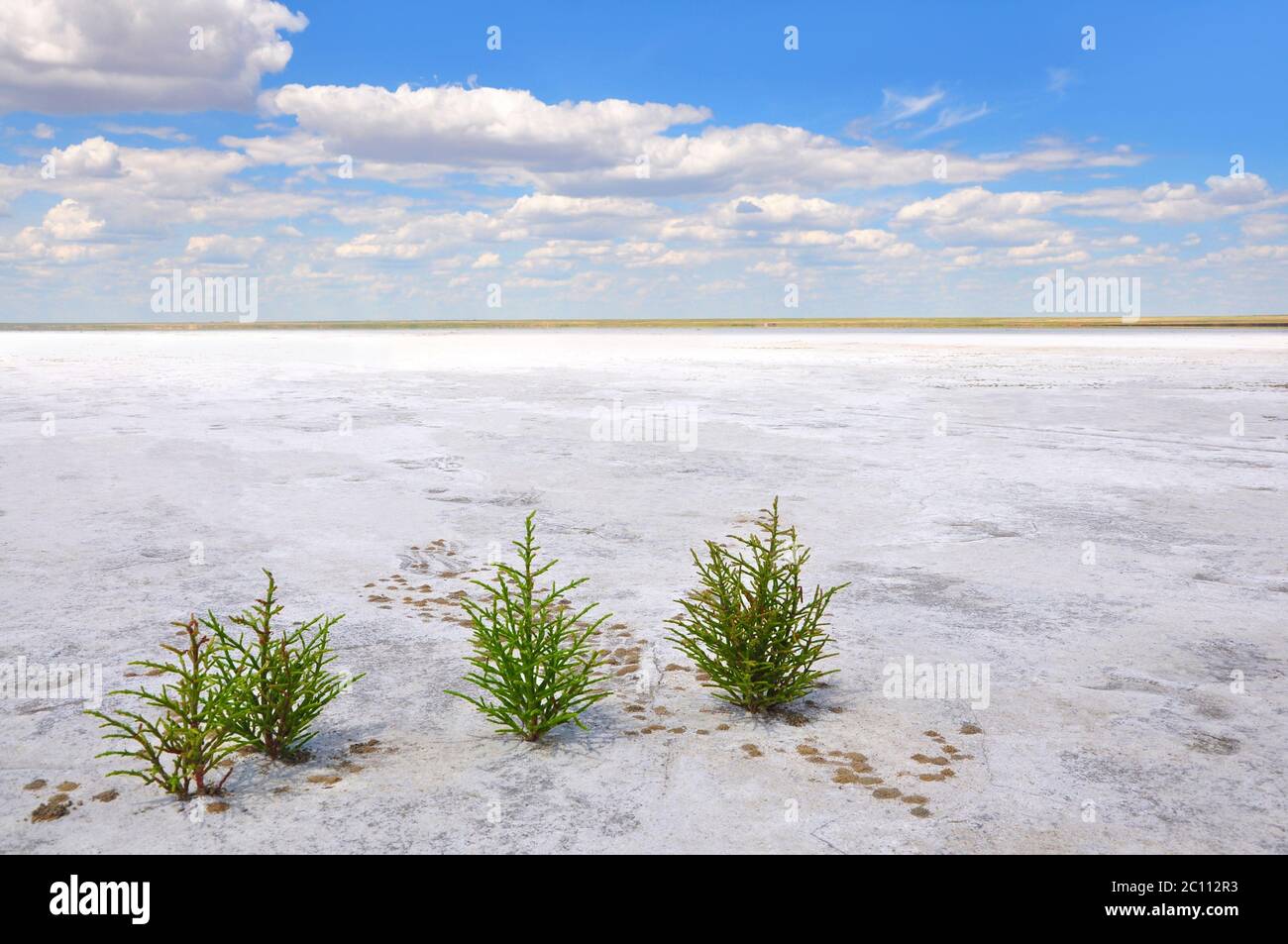 Grüne Pflanzen wachsen auf dem weißen Salzboden des Sees Elton, der größte Salzsee in Europa, erstaunliche Natur von Russland, Wolgograd Oblast Stockfoto