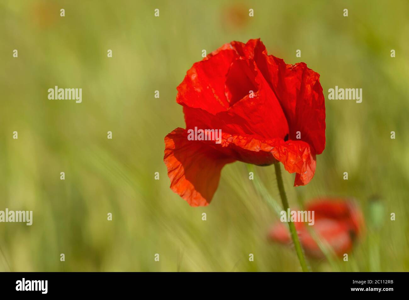 Wilde rote Mohnblume blüht im Frühling Stockfoto