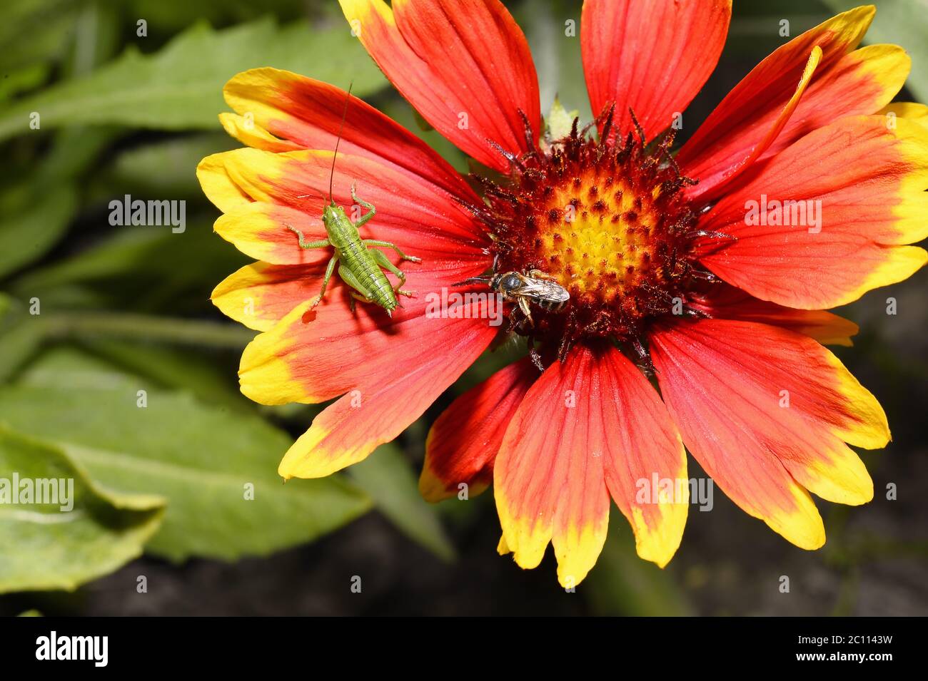 Red Helenium Blume Nahaufnahme mit einer Heuschrecke auf ihm saß Stockfoto