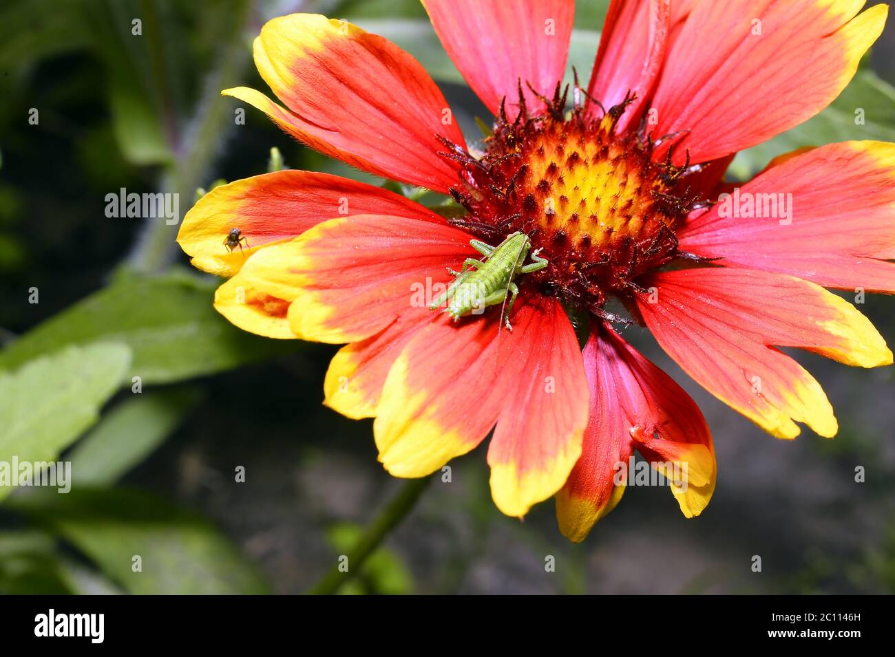 Red Helenium Blume Nahaufnahme mit einer Heuschrecke auf ihm saß Stockfoto