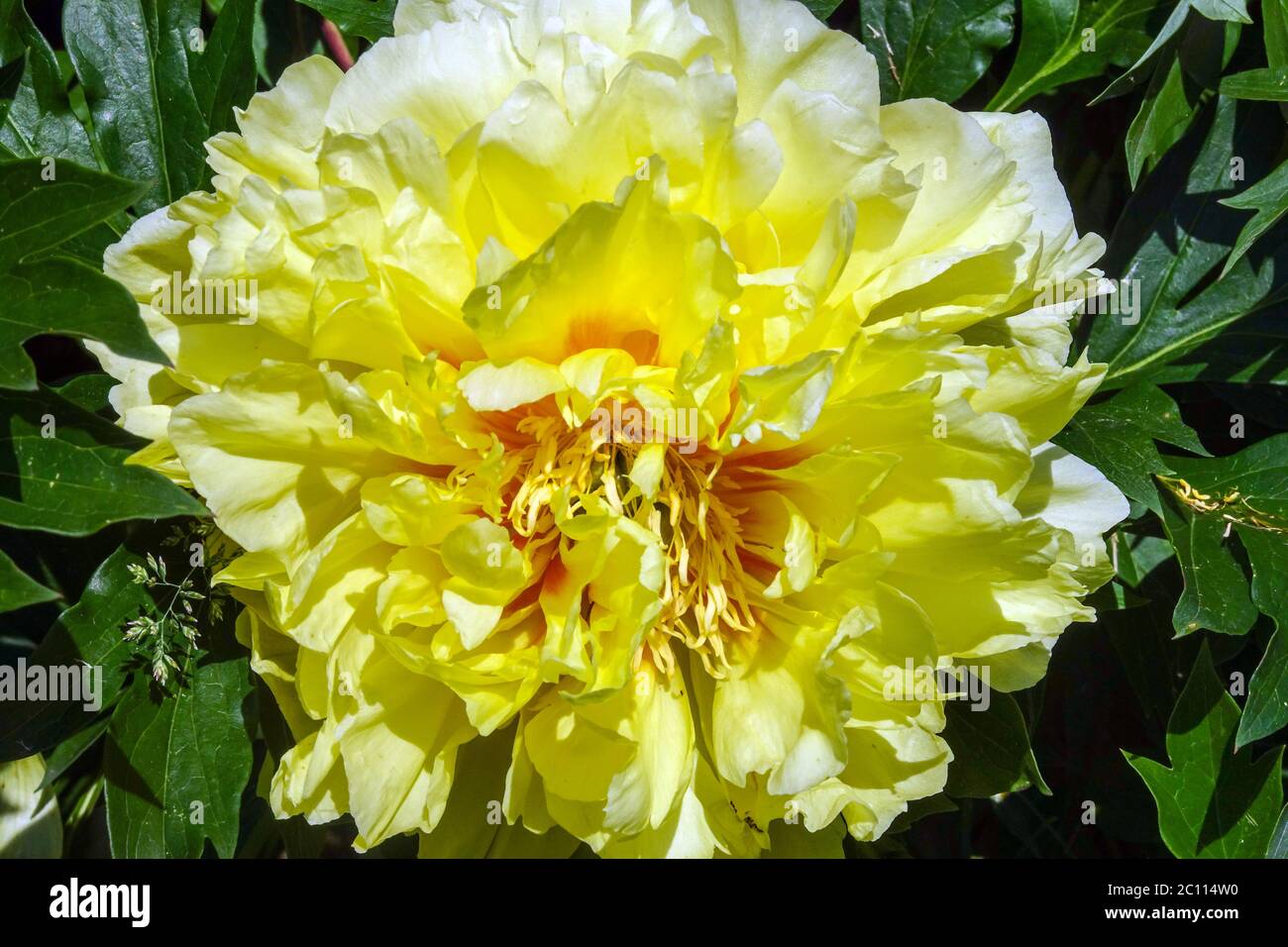 Gelbe Pfingstrose Bartzella Paeonia Bartzella Blume Blütenblätter Pfingstrose Schöne Blüten Blühende Blumen Juni Blume In Blüte Pfingstrose Intersectional Stockfoto