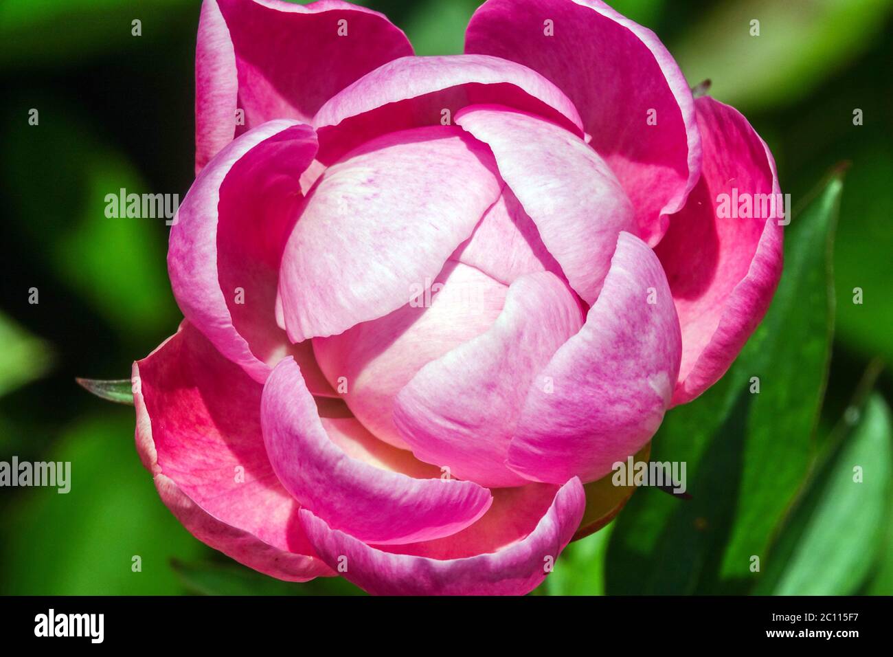 Blühende Blume Rosa Pfingstrose Souvenir de Louis Bigot Stockfoto