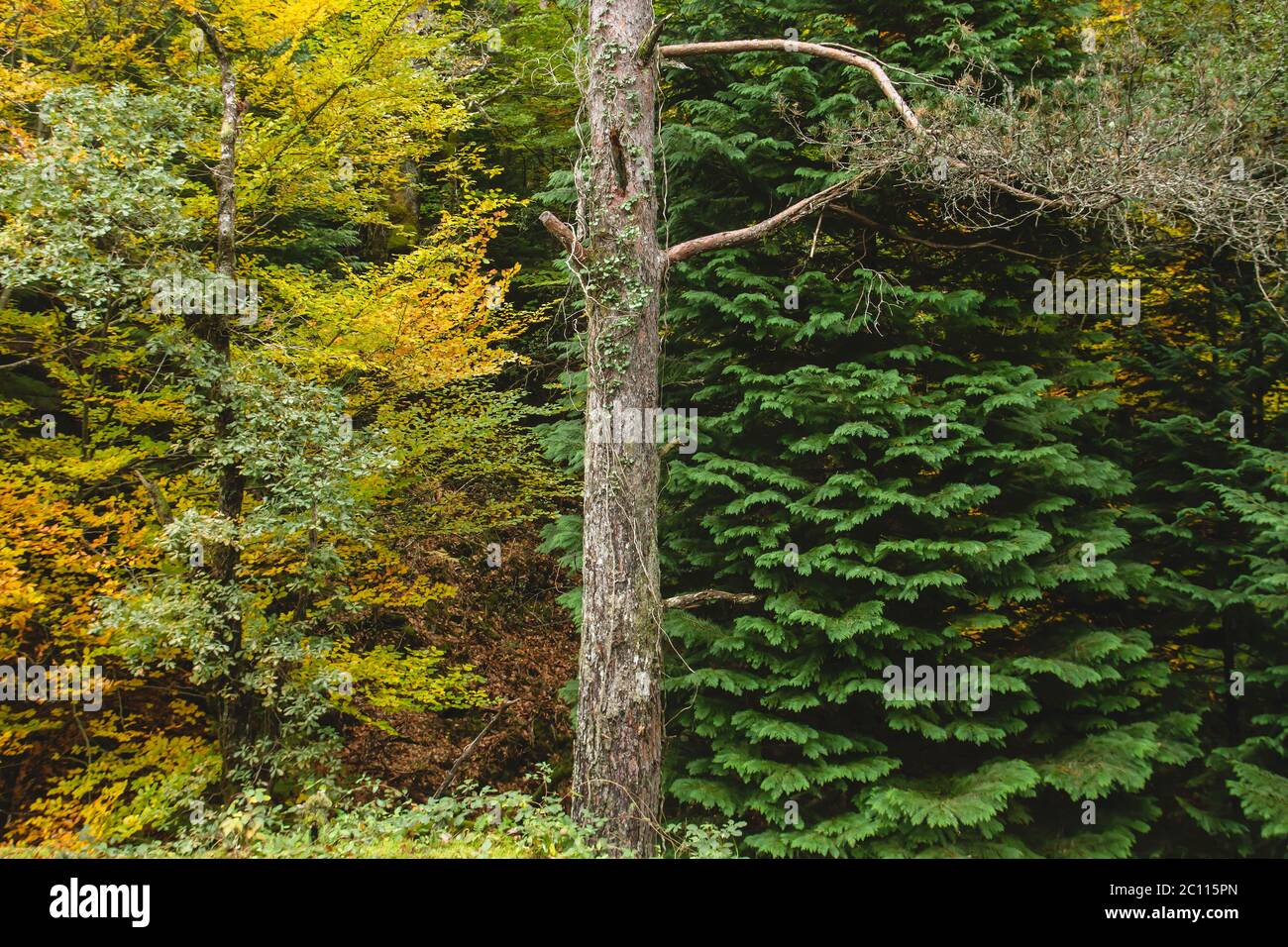 Immergrüne und Laubbäume in herbstlichen Mischwäldern Stockfoto