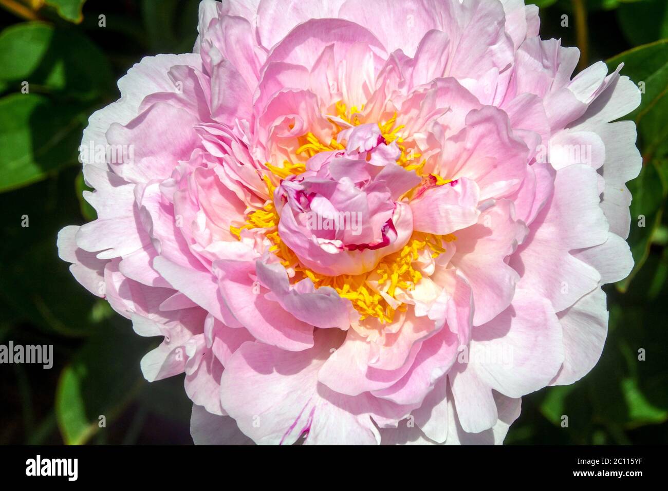 Hellrosa Pfingstrose Mignon große Blume Stockfoto