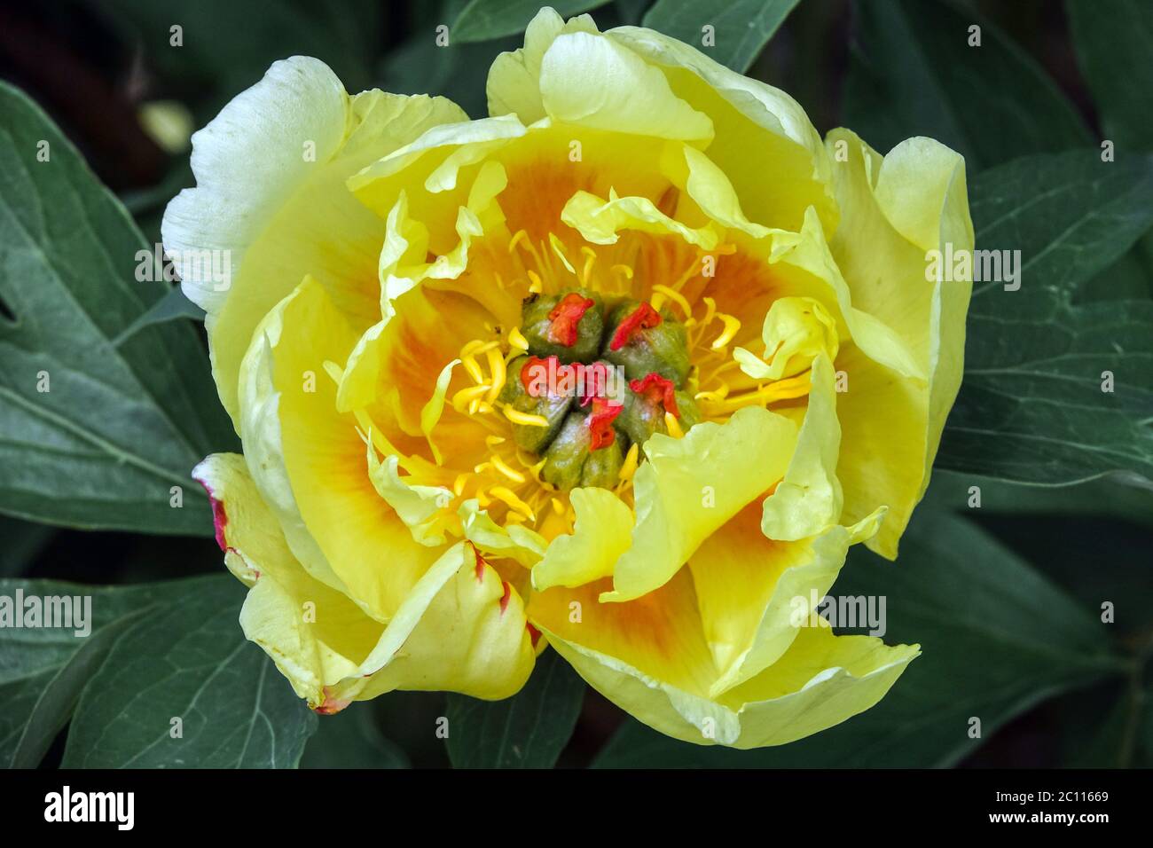 Pfingstrose „sequestered Sunshine“-Blume Itoh Stockfoto