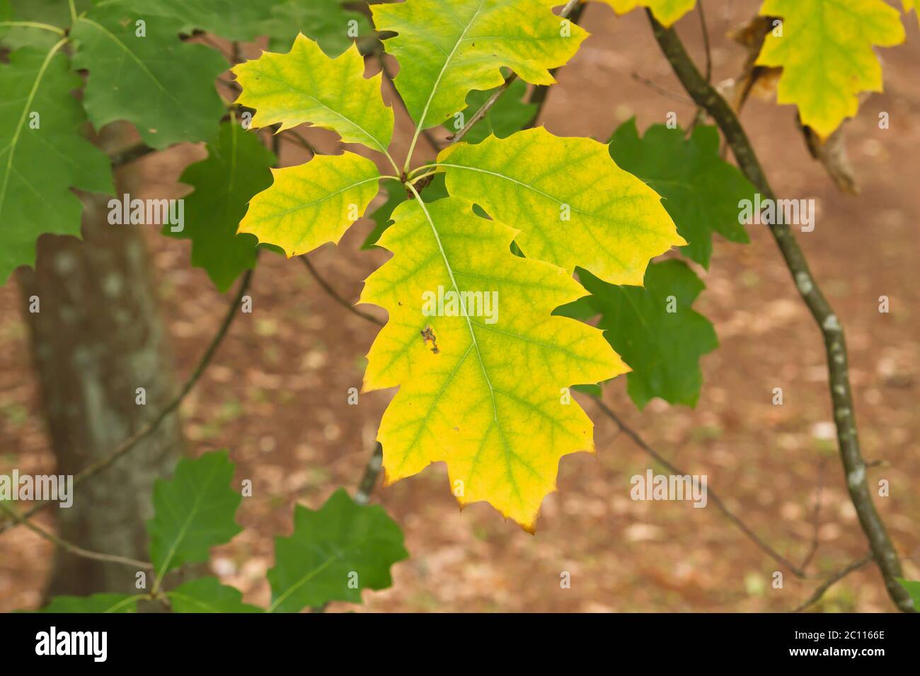 Detail der amerikanischen roten Eiche Laubbaum herbstlich farbigen Blätter Stockfoto