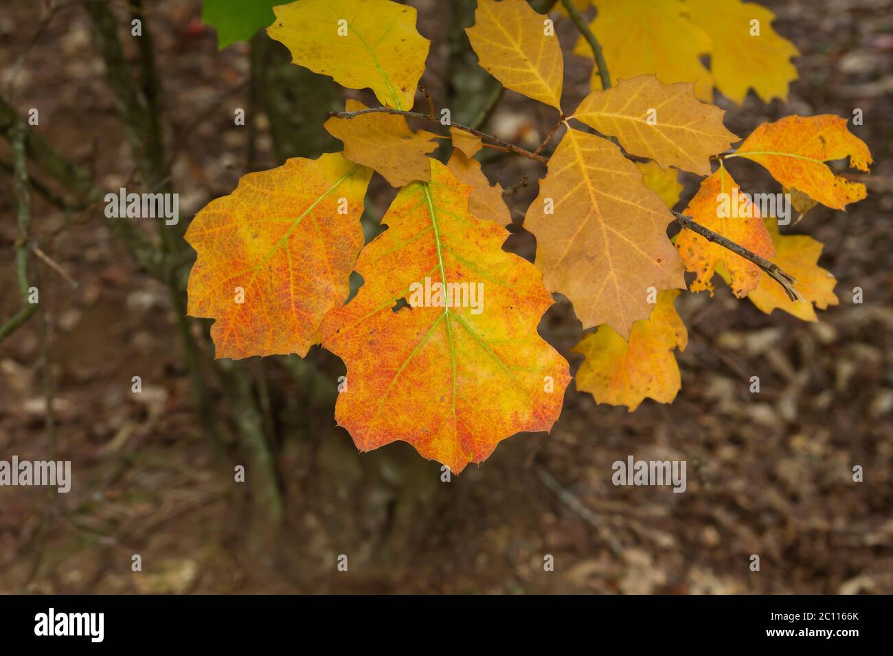 Detail der amerikanischen roten Eiche Laubbaum herbstlich farbigen Blätter Stockfoto