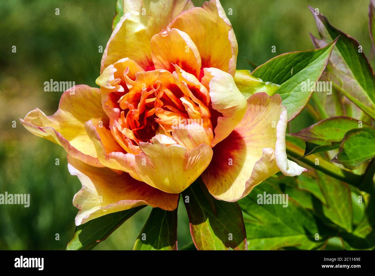 Orange Pfingstrose „Callies Memory“ Paeonia Intersectional Pfingstrose Itoh schöne Blume blühende Blüten blühende Pfingstrosen Juni Blumen Orange Blume Schönheit Stockfoto