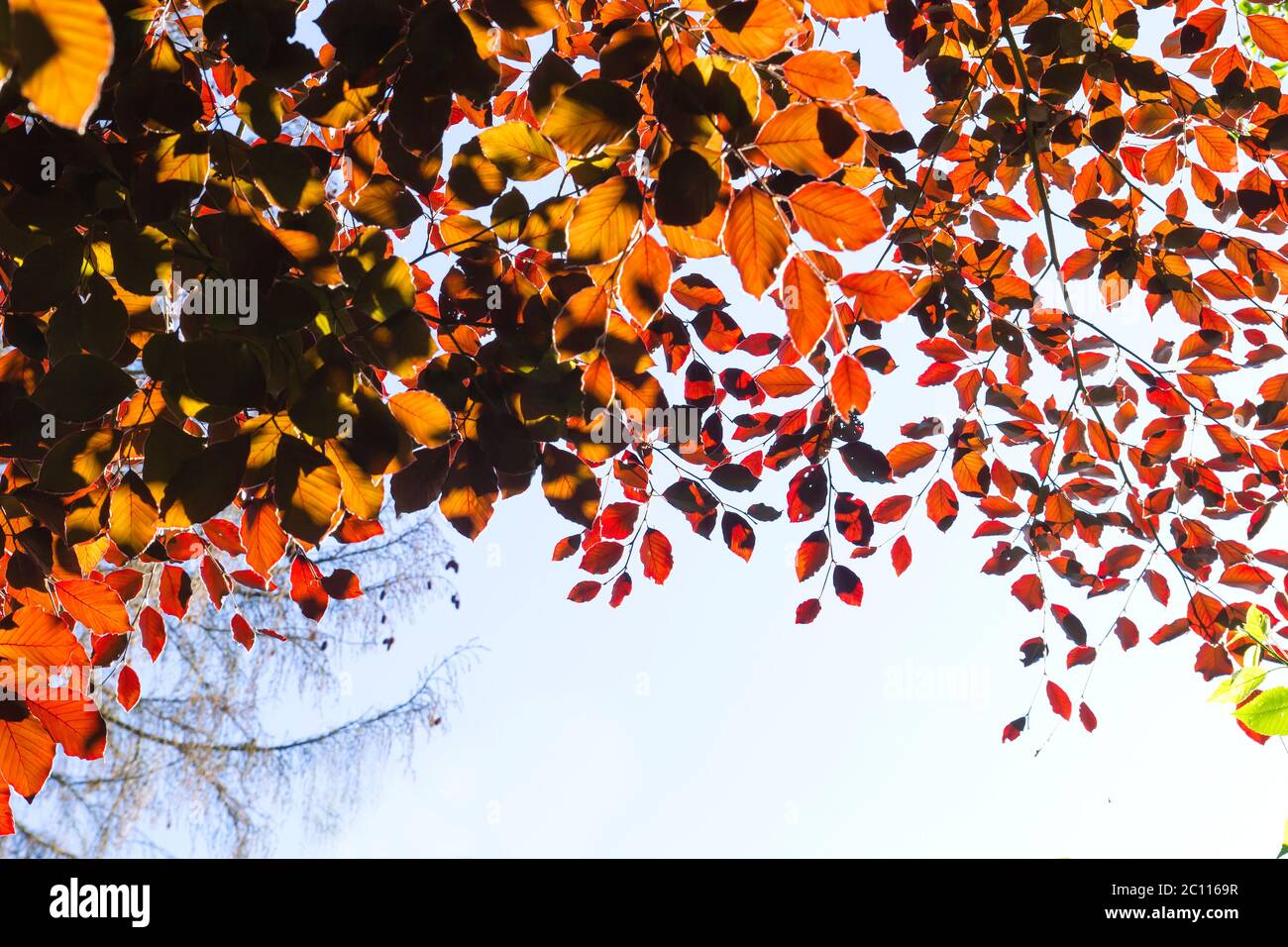 Rot gefärbtes fagus sylvatica purpurea Laub Stockfoto