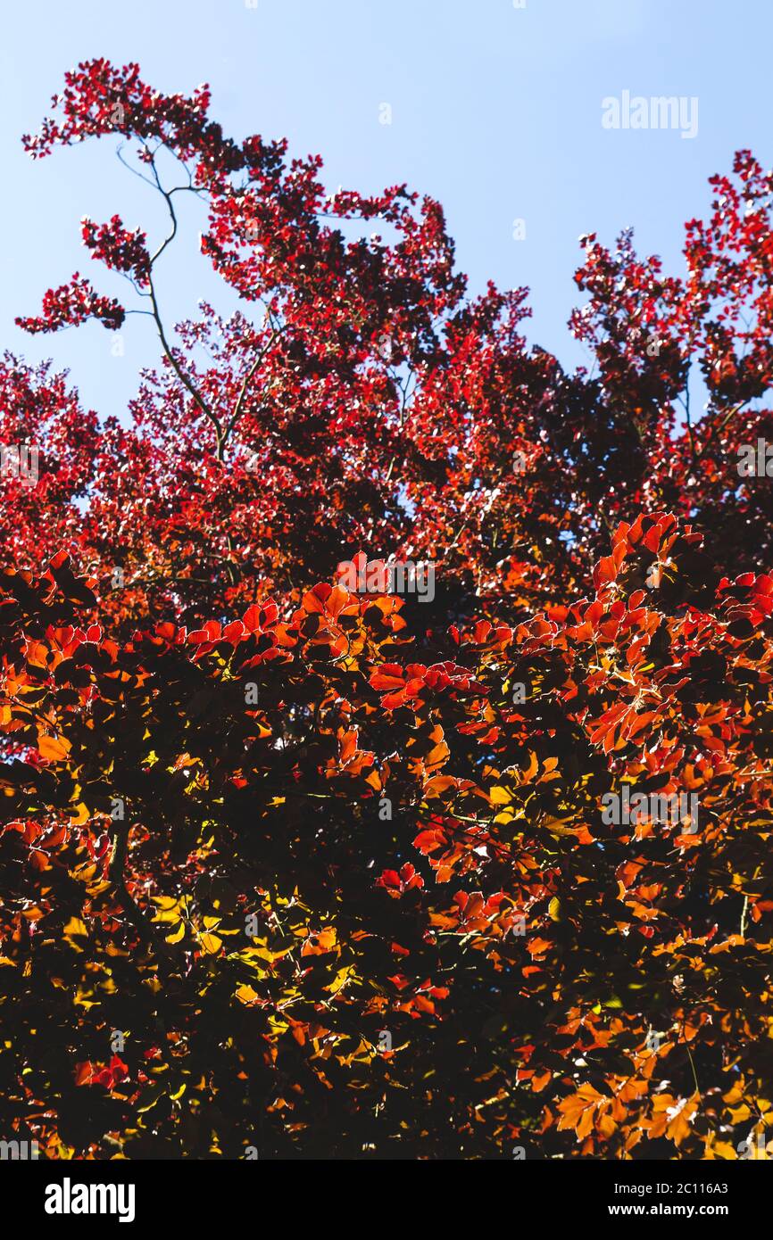 Rot gefärbtes fagus sylvatica purpurea Laub Stockfoto