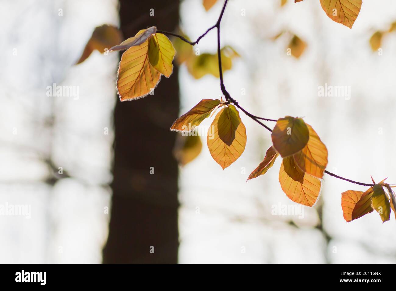 Detail von fagus sylvatica oder Buche herbstlich gefärbten Laub Stockfoto