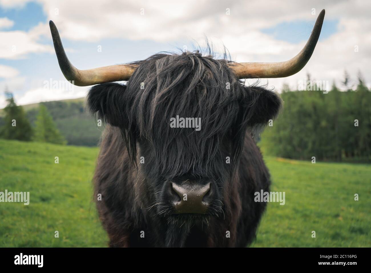 Highland Kuh in der schottischen Landschaft Stockfoto