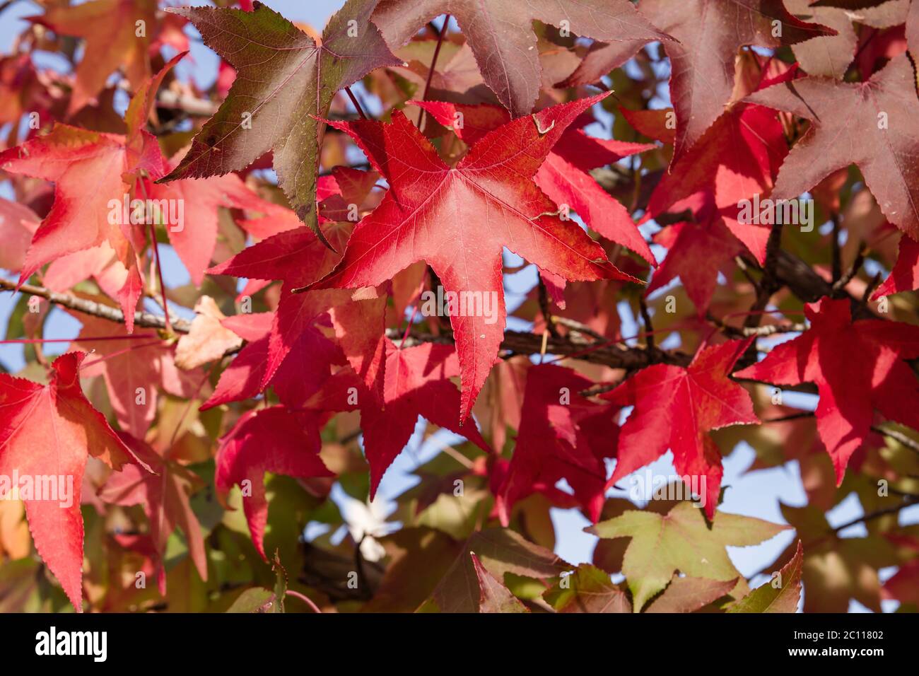 Liquidambar Baum mit rotem Herbstlaub Stockfoto