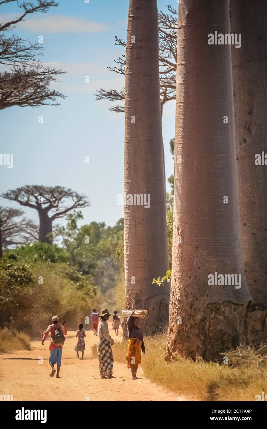Menschen in der Avenida de Baobab Stockfoto