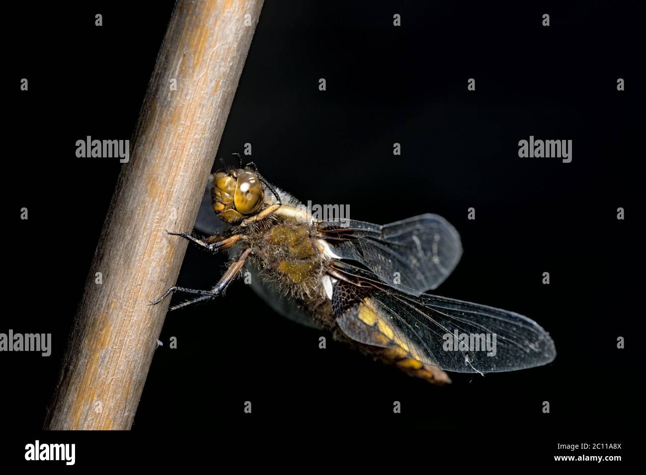 Weibliche breitkörperige Verfolger Libelle sticht vor dem dunklen Hintergrund mit Vorderbeinen Pflege ihr Gesicht und große zusammengesetzte Augen. Stockfoto