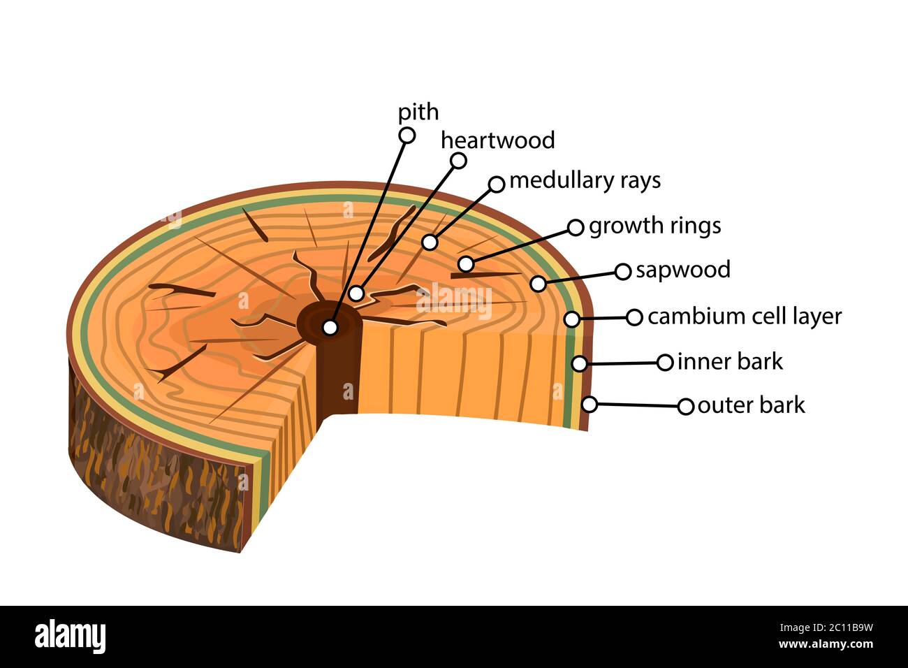 Anatomie eines Baumes. Struktur der Schicht der Baumebenen im Querschnitt. Strukturbaumansicht. Querschnitt von holzigen Stielen. Stock-Vektor Stock Vektor