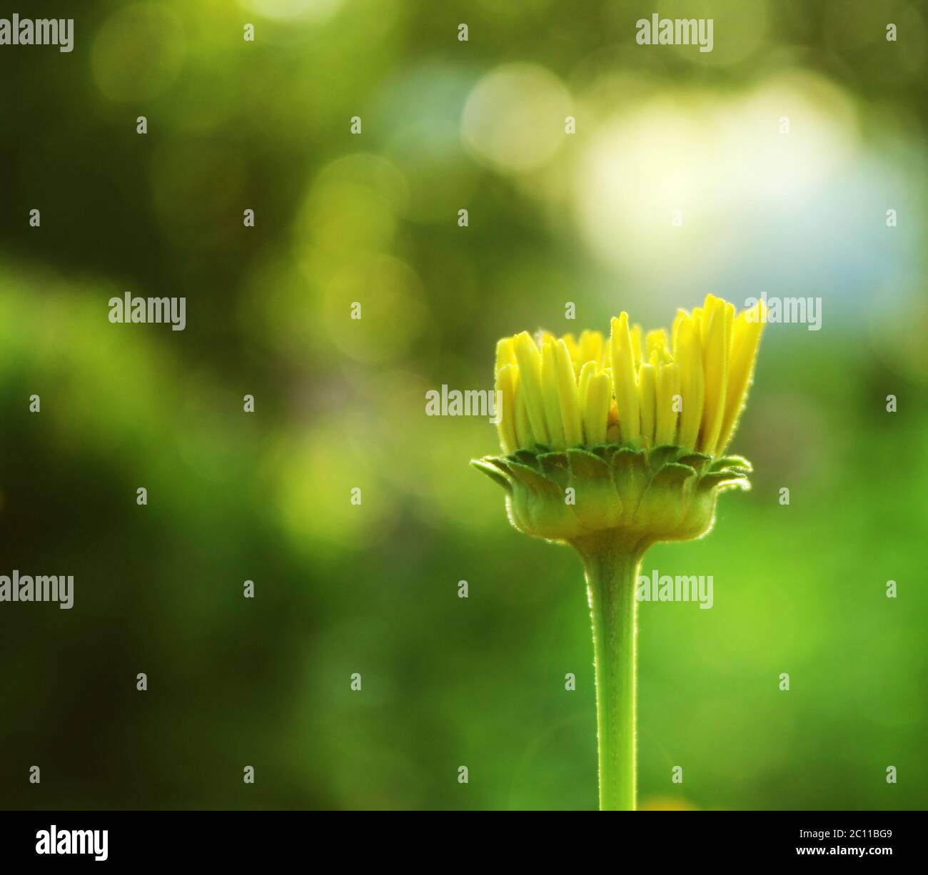 Knospe einer gelben Blume im Licht der untergehenden Sonne Stockfoto