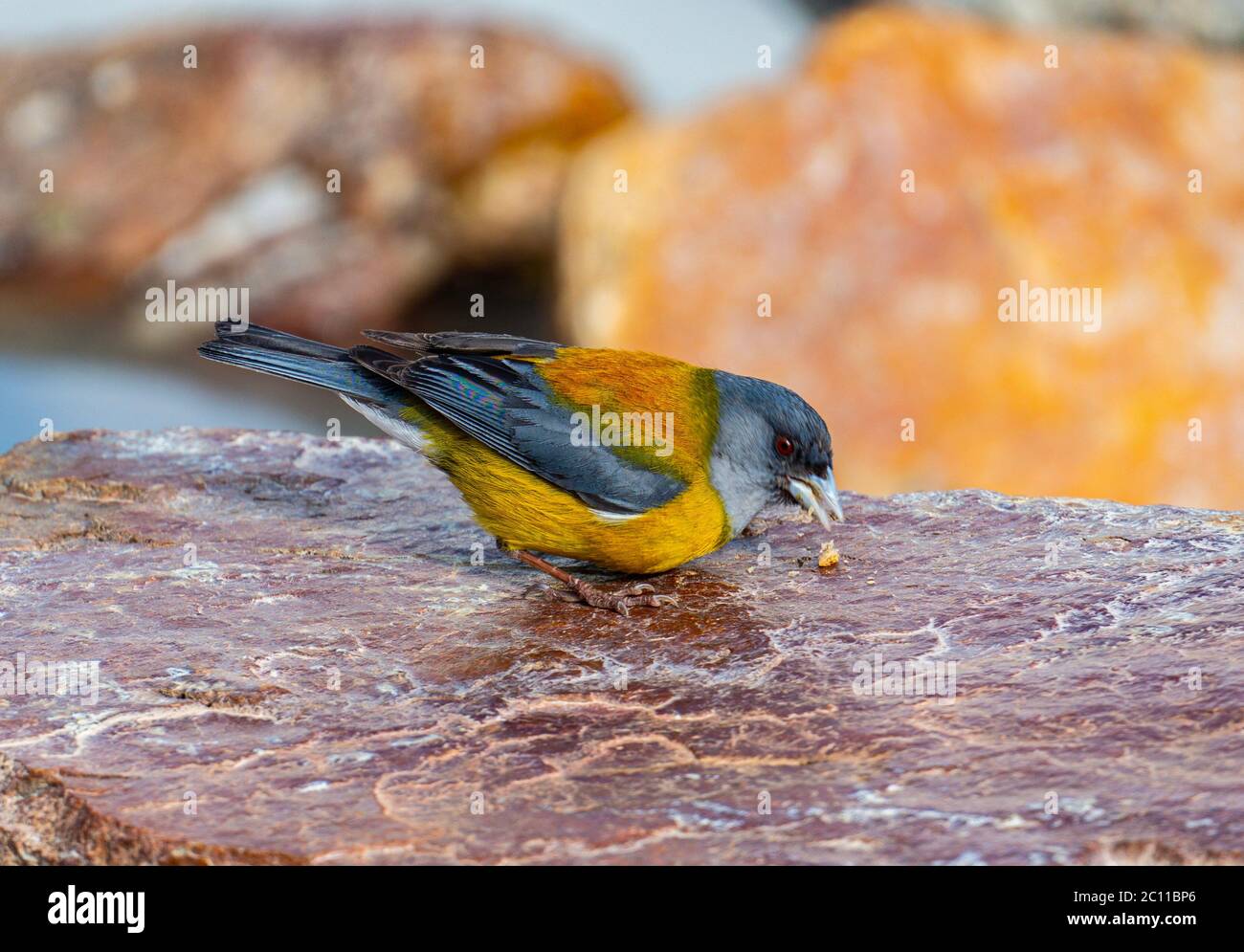 Sierra Finch in Argentinien beim Essen von Semmelbröseln Stockfoto
