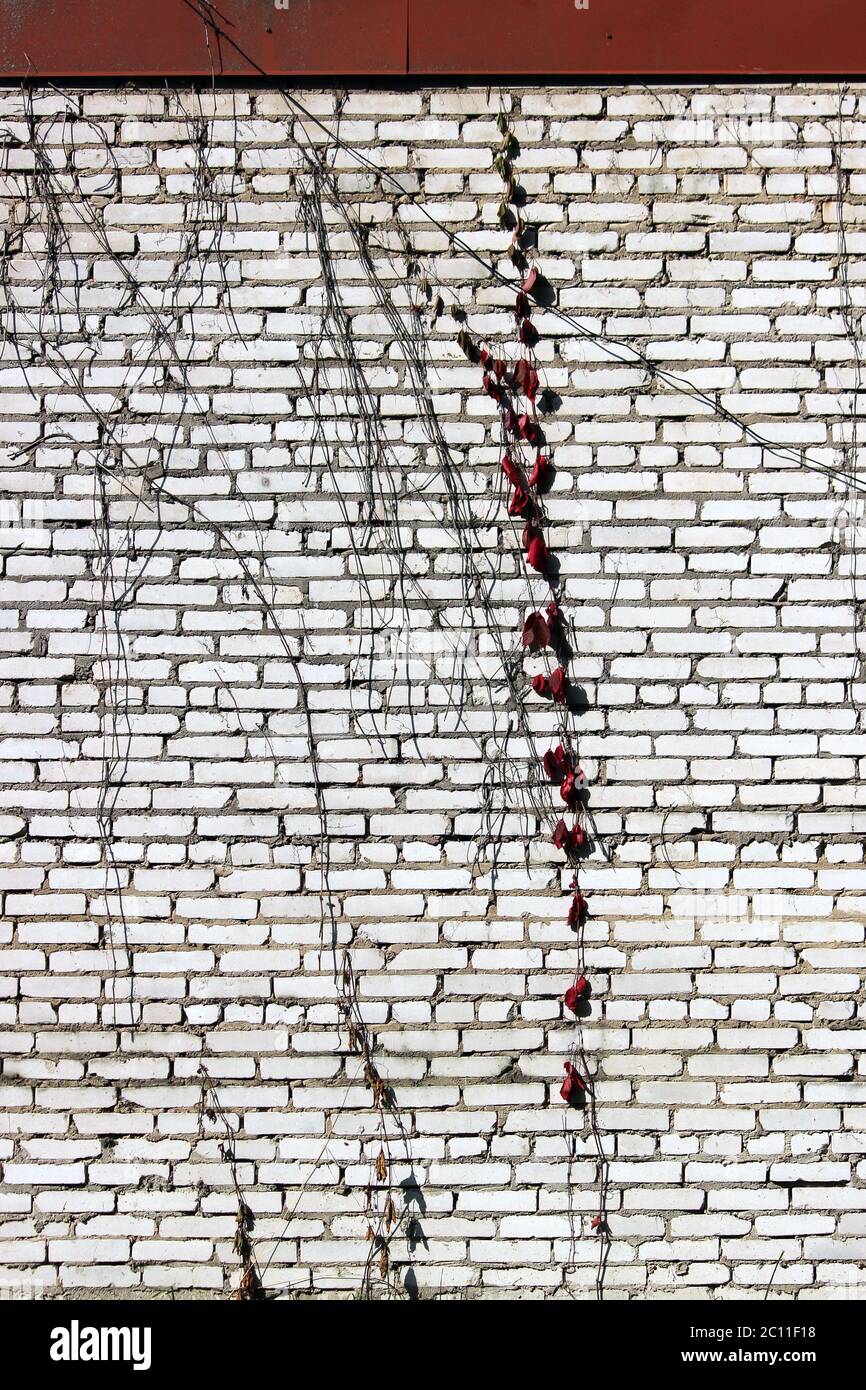 Textur einer weißen Ziegelwand mit schleichenden Pflanzen roten Blättern. Stockfoto