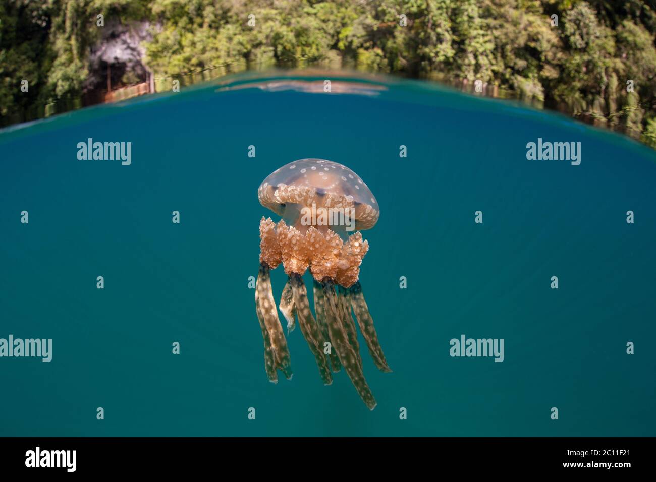 Eine Qualle, Mastigias papua, schwimmt nahe der Oberfläche einer ruhigen Lagune in Palau. Dieses abgelegene, tropische Land ist berühmt für seinen Jellyfish Lake. Stockfoto
