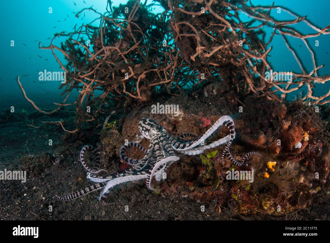 Ein imimischer Oktopus, Thaumoctopus micus, kommt auf dem schwarzen Sand am Meeresboden in der Lembeh Strait, Indonesien vor. Dieser Kopffüßer ahmt oft andere Arten nach. Stockfoto