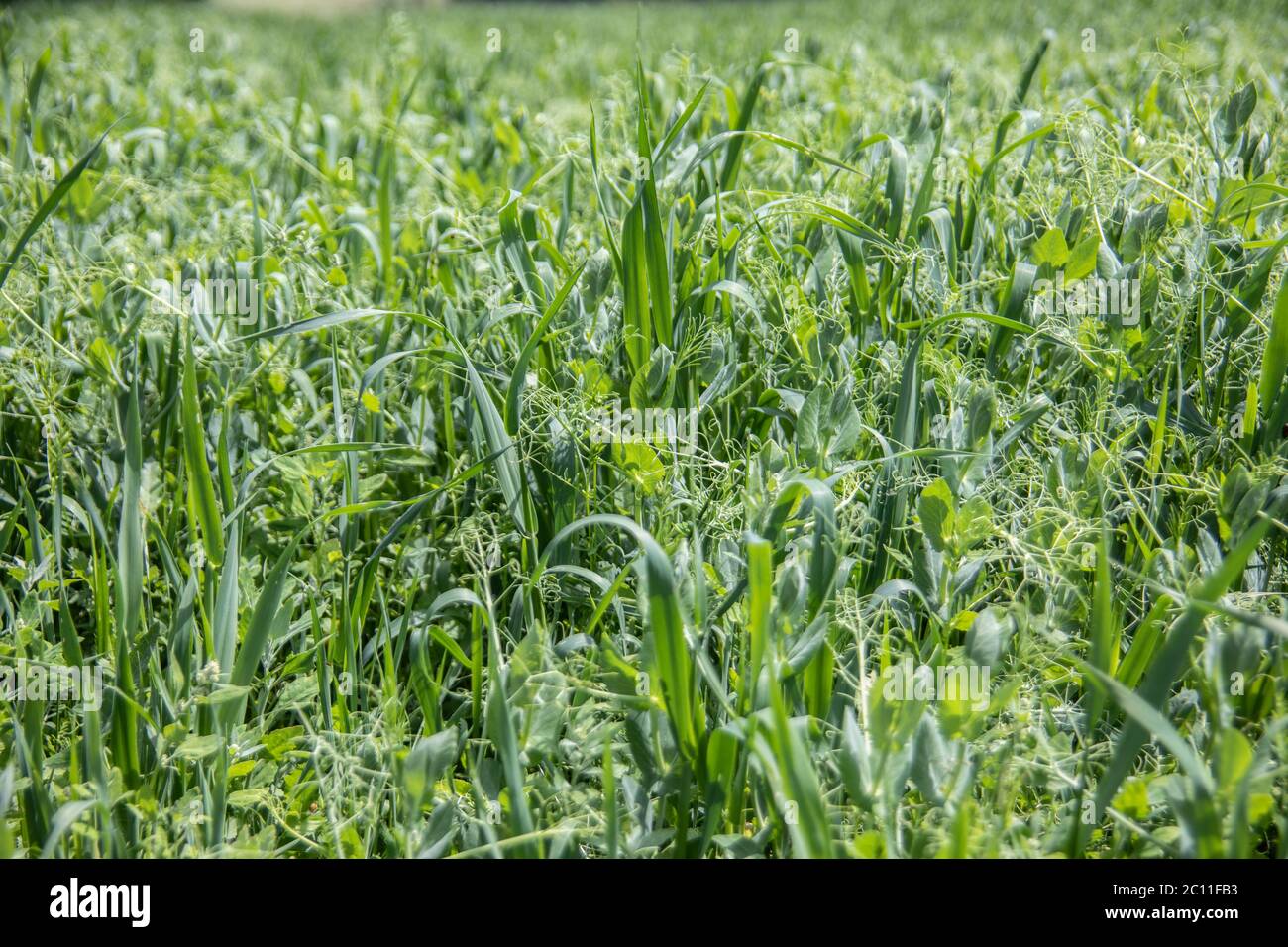 Feld mit Erbsen und Winterweizen Stockfoto