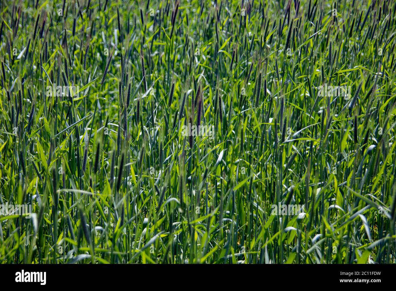 Junge Weizenfeld im Sommer auf dem Feld Stockfoto