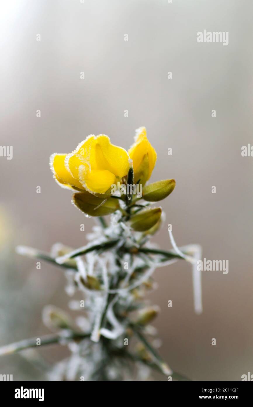 Milchtau auf Ginster-gelben Blüten Stockfoto
