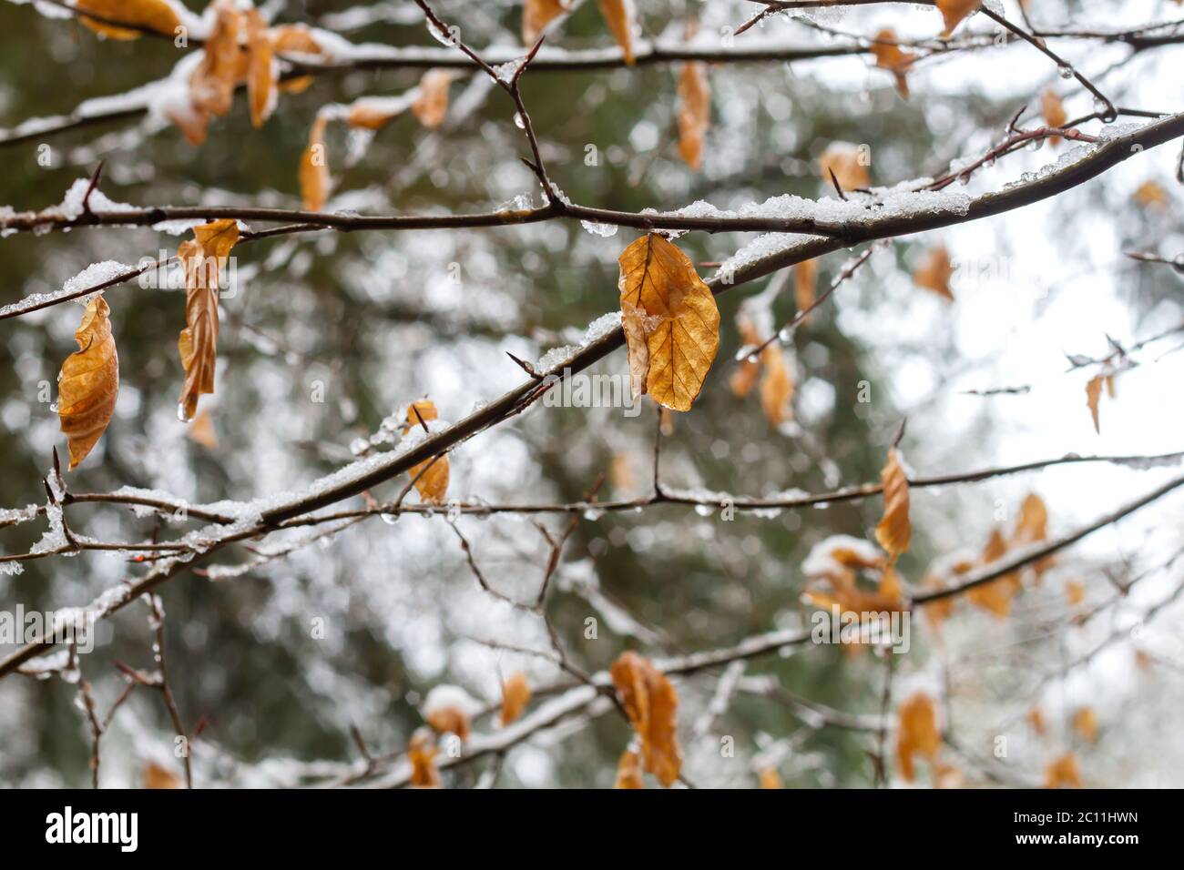 Buche Laub winterliche Laub Stockfoto