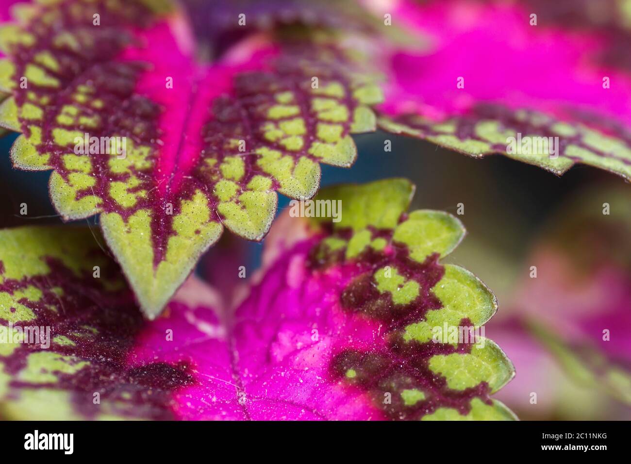 Detail der coleus bunten Blättern Stockfoto
