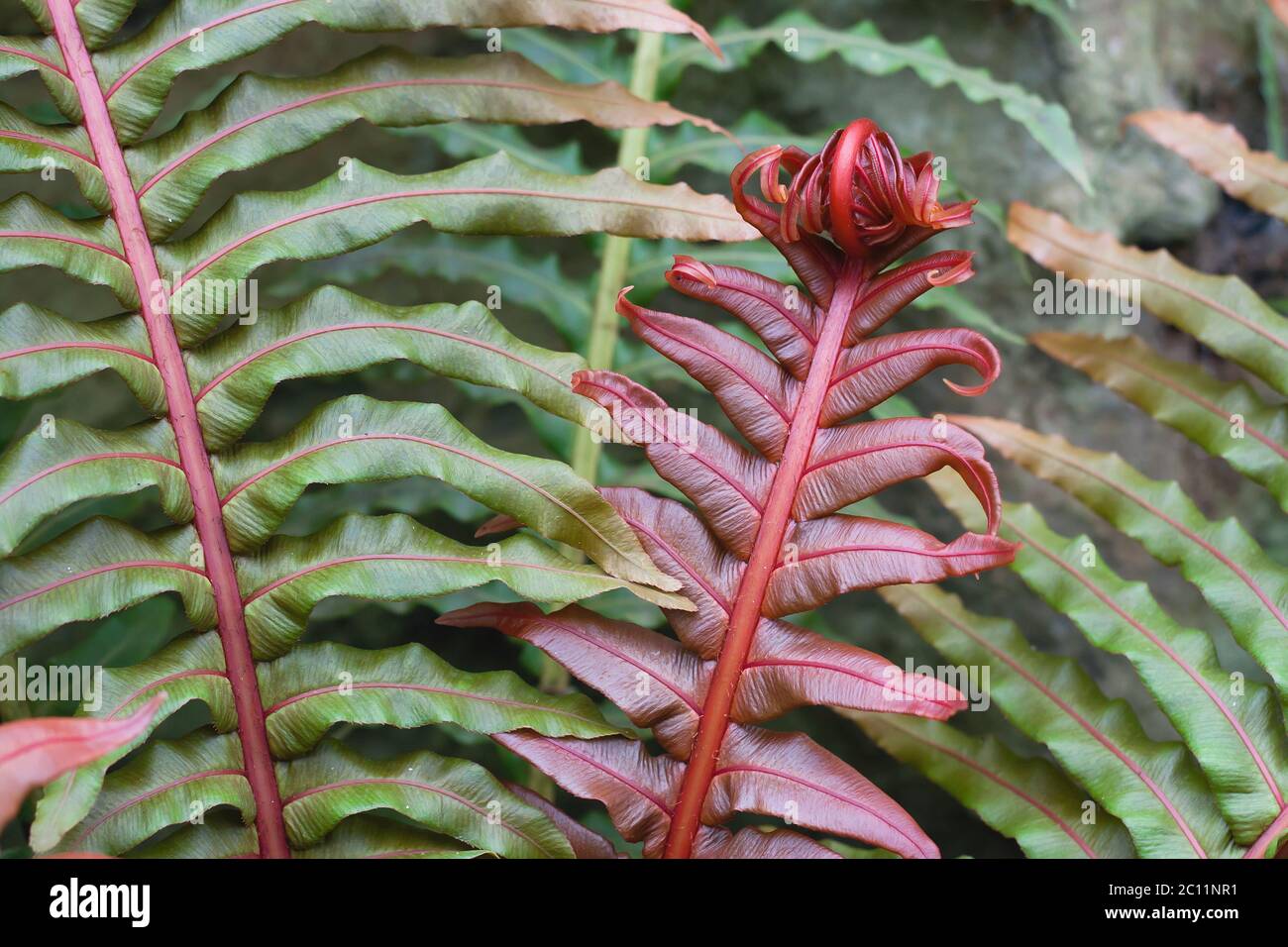 Brasilianischer Zwergfarn rot gefärbte sich entfaltende Wedel Stockfoto
