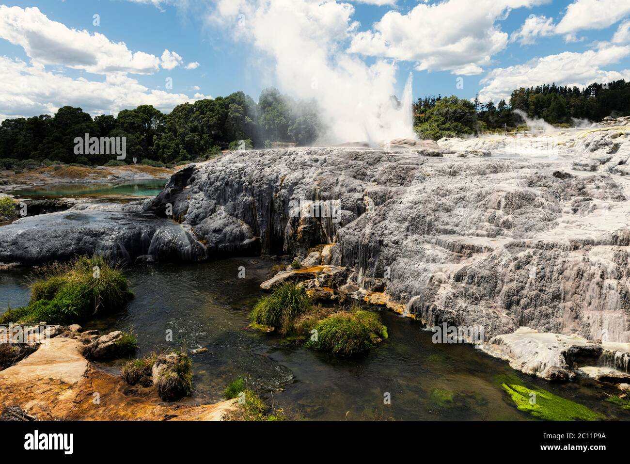 Kochendes Schlammbecken in Rotorua, Neuseeland Stockfoto