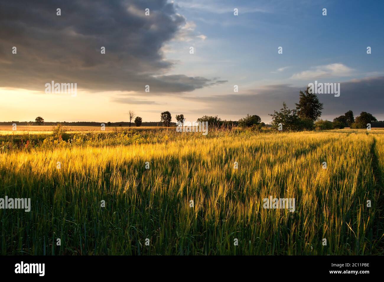 Schöne Landschaft mit jungen grünen Feld im späten Frühjahr fotografiert Stockfoto