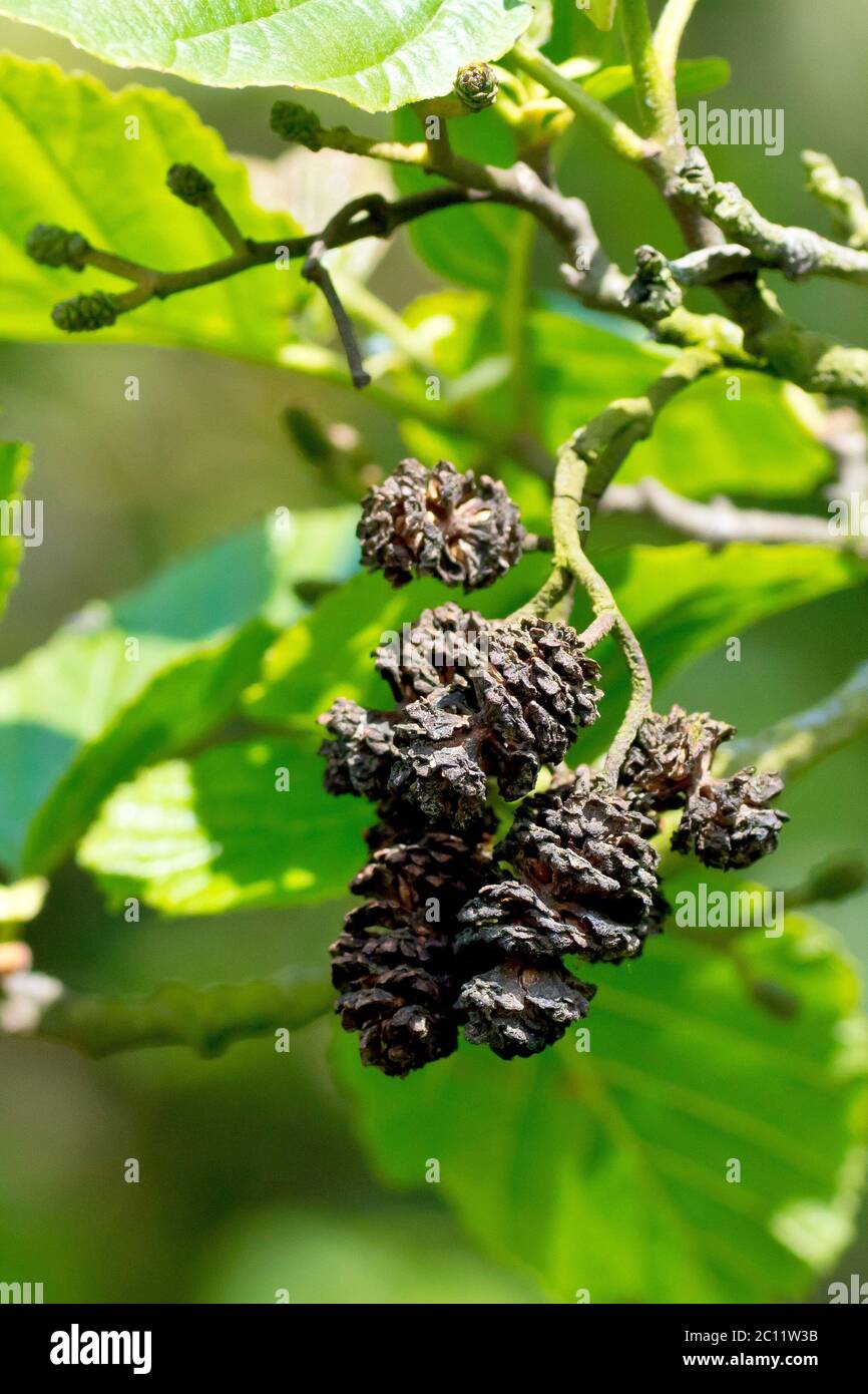 Erle (Alnus glutinosa), Nahaufnahme der leeren reifen Zapfen, die im Vorjahr noch auf dem Baum mit den neuen Frühlingsblättern produziert wurden. Stockfoto