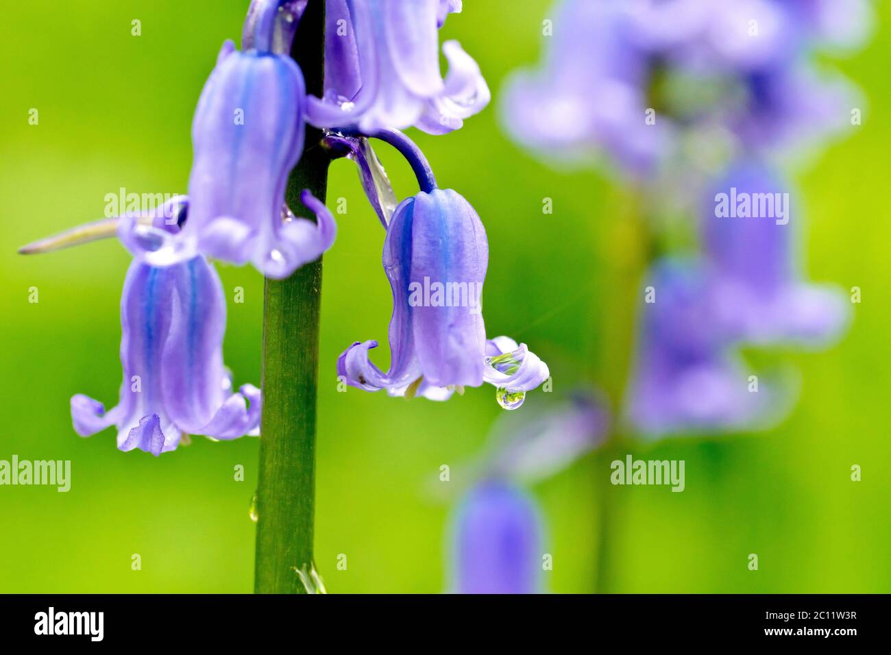 Bluebell oder Wilde Hyazinthe (endymion non-scriptus oder Hyacinthoides non-scripta), Nahaufnahme mit Fokus auf eine einzelne Blume mit Regentropfen. Stockfoto