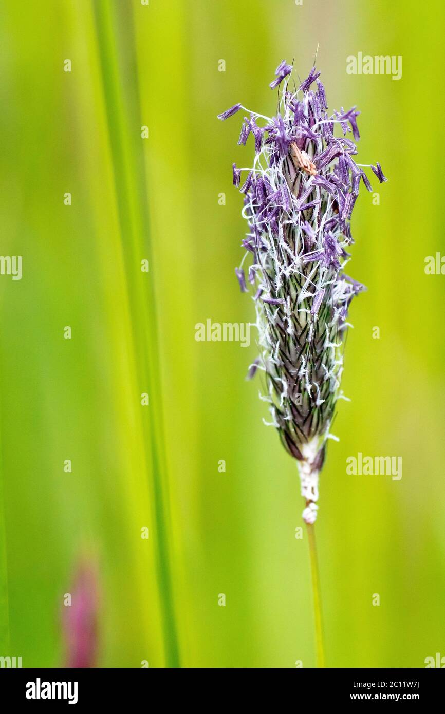 Wiesenfuchsschwanz (Alopecurus pratensis), Nahaufnahme eines einzelnen  Grasstammes in Blte, isoliert vor einem schlichten, unfokussierten  Hintergrund Stockfotografie - Alamy