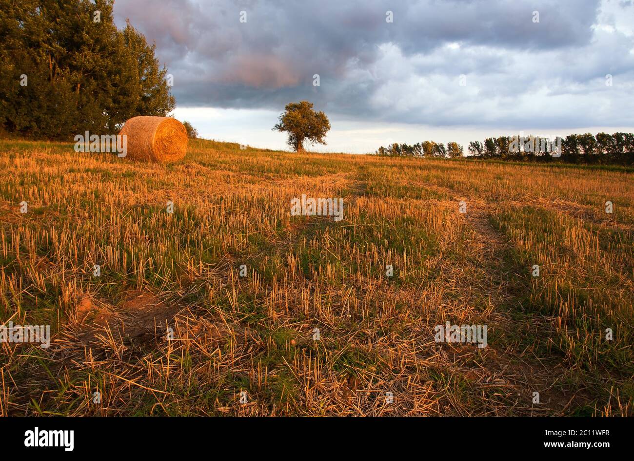 Stoppelfeld im Abendlicht mit Strohballen Stockfoto