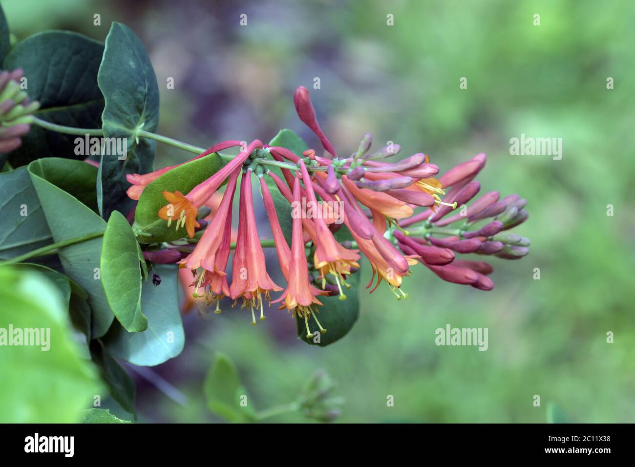 Nahaufnahme von Zweizweigen, Blüten und Blättern der winterharten Dropmore Scarlet Honeysuckle Rebe (Lonicera brownii) im kanadischen Garten im Frühling. Stockfoto
